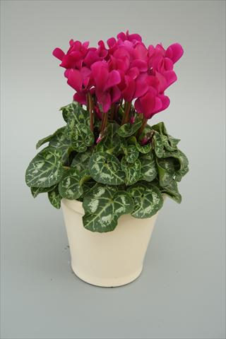 Photo de variété de fleurs à utiliser comme: Pot, Plante à massif, patio Cyclamen persicum mini Musical Purple