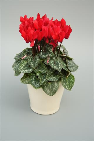 Photo de variété de fleurs à utiliser comme: Pot, Plante à massif, patio Cyclamen persicum mini Musical Red