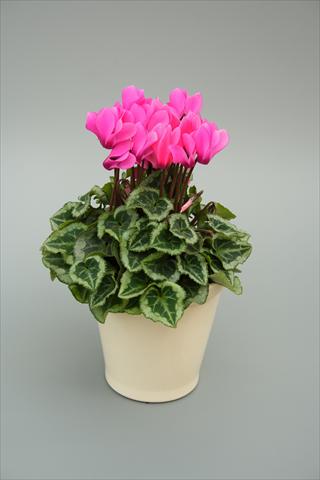 Photo de variété de fleurs à utiliser comme: Pot, Plante à massif, patio Cyclamen persicum mini Musical Rose