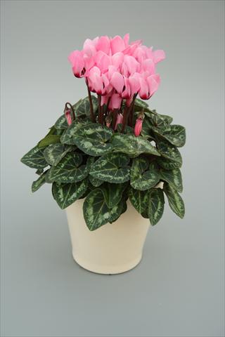 Photo de variété de fleurs à utiliser comme: Pot, Plante à massif, patio Cyclamen persicum mini Musical Soft Pink Eye