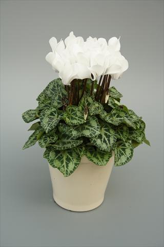 Photo de variété de fleurs à utiliser comme: Pot, Plante à massif, patio Cyclamen persicum mini Musical White