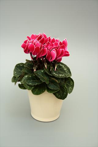 Photo de variété de fleurs à utiliser comme: Pot, Plante à massif, patio Cyclamen persicum mini Musical Wine Red Flame