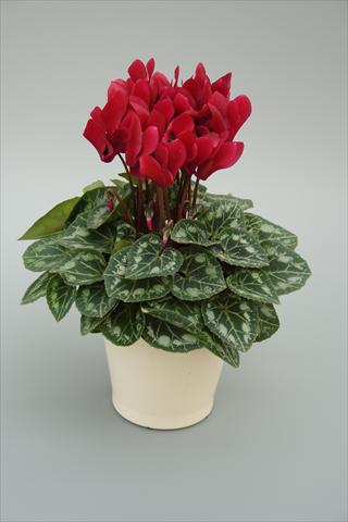 Photo de variété de fleurs à utiliser comme: Pot, Plante à massif, patio Cyclamen persicum mini Musical Wine Red