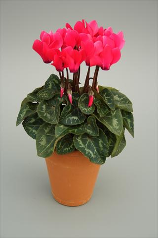 Photo de variété de fleurs à utiliser comme: Pot et Plante à massif Cyclamen persicum mini Picola Bright Pink
