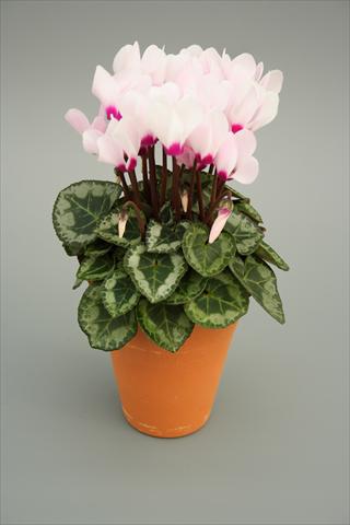 Photo de variété de fleurs à utiliser comme: Pot, Plante à massif, patio Cyclamen persicum mini Picola Light Pink Eye