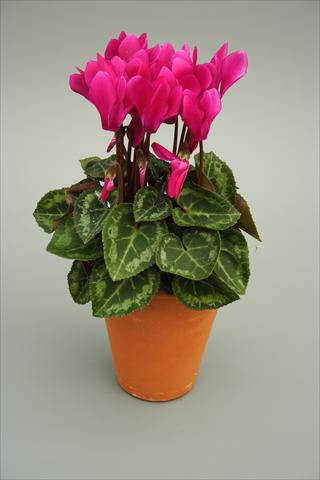 Photo de variété de fleurs à utiliser comme: Pot et Plante à massif Cyclamen persicum mini Picola Light Purple