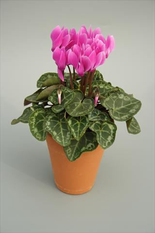 Photo de variété de fleurs à utiliser comme: Pot et Plante à massif Cyclamen persicum mini Picola Lilac