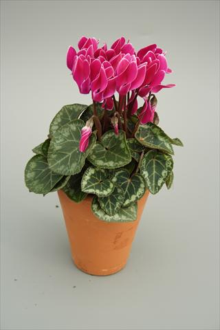 Photo de variété de fleurs à utiliser comme: Pot et Plante à massif Cyclamen persicum mini Picola Purple Flame
