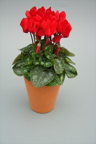Photo de variété de fleurs à utiliser comme: Pot et Plante à massif Cyclamen persicum mini Picola Red