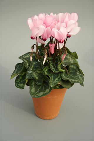 Photo de variété de fleurs à utiliser comme: Pot et Plante à massif Cyclamen persicum mini Picola Soft Pink Eye