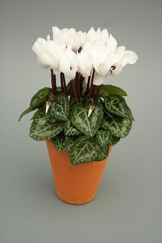Photo de variété de fleurs à utiliser comme: Pot et Plante à massif Cyclamen persicum mini Picola White