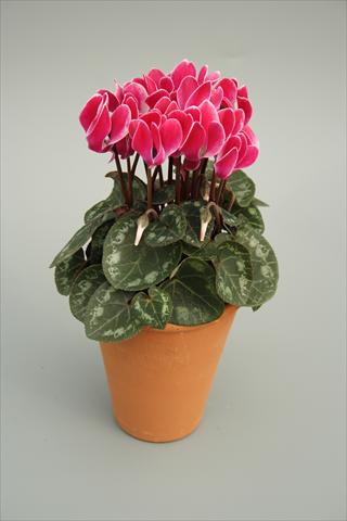 Photo de variété de fleurs à utiliser comme: Pot et Plante à massif Cyclamen persicum mini Picola Wine Red Flame