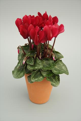 Photo de variété de fleurs à utiliser comme: Pot et Plante à massif Cyclamen persicum mini Picola Wine Red