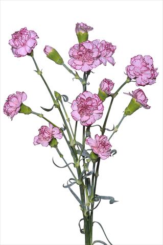 Photo de variété de fleurs à utiliser comme: Pot et Plante à massif Dianthus caryophyllus Argan