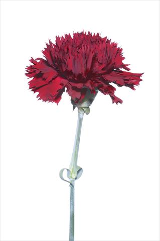 Photo de variété de fleurs à utiliser comme: Fleur coupée Dianthus caryophyllus Bagnacavallo