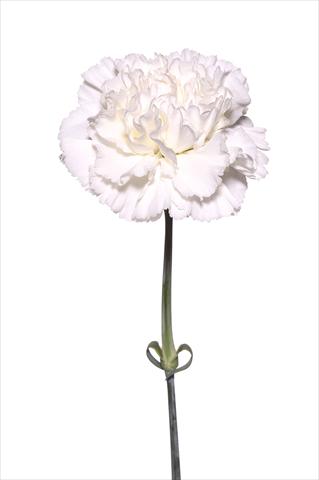 Photo de variété de fleurs à utiliser comme: Fleur coupée Dianthus caryophyllus Battistello