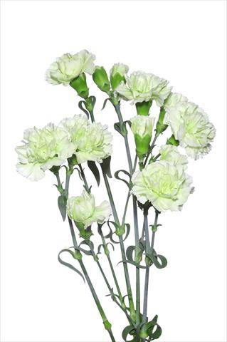 Photo de variété de fleurs à utiliser comme: Fleur coupée Dianthus caryophyllus Benvenuti