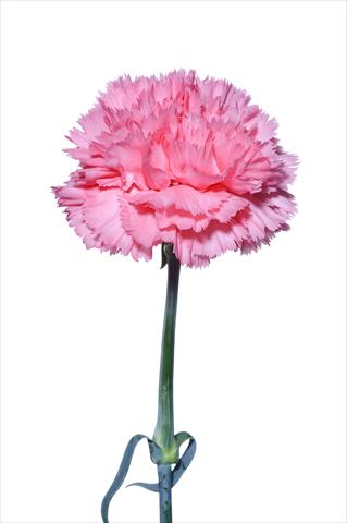 Photo de variété de fleurs à utiliser comme: Fleur coupée Dianthus caryophyllus Bergamasco