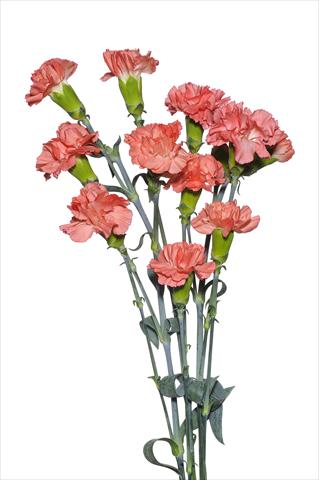 Photo de variété de fleurs à utiliser comme: Fleur coupée Dianthus caryophyllus Ceranino