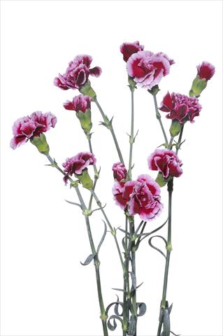 Photo de variété de fleurs à utiliser comme: Fleur coupée Dianthus caryophyllus Cino