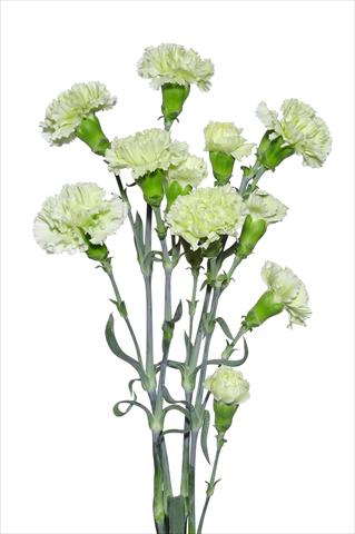 Photo de variété de fleurs à utiliser comme: Fleur coupée Dianthus caryophyllus Dentone