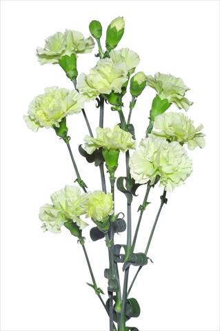 Photo de variété de fleurs à utiliser comme: Fleur coupée Dianthus caryophyllus Formigine