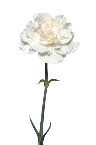 Photo de variété de fleurs à utiliser comme: Fleur coupée Dianthus caryophyllus Leon Bianco