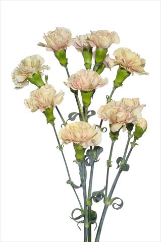 Photo de variété de fleurs à utiliser comme: Fleur coupée Dianthus caryophyllus Magagnò
