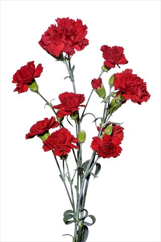 Photo de variété de fleurs à utiliser comme: Fleur coupée Dianthus caryophyllus Maggiotto