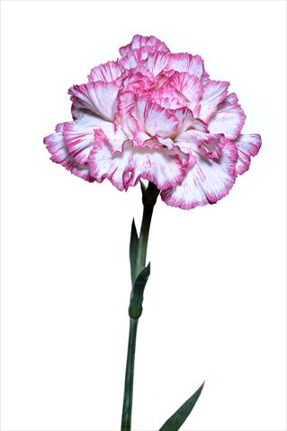 Photo de variété de fleurs à utiliser comme: Fleur coupée Dianthus caryophyllus Mirò