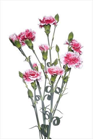Photo de variété de fleurs à utiliser comme: Fleur coupée Dianthus caryophyllus Modanino
