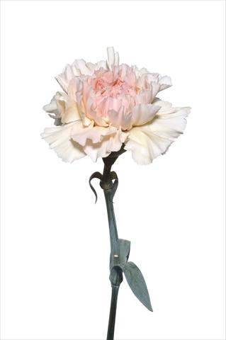 Photo de variété de fleurs à utiliser comme: Fleur coupée Dianthus caryophyllus Murillo Crema