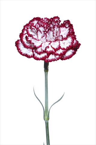 Photo de variété de fleurs à utiliser comme: Fleur coupée Dianthus caryophyllus Palladio Bianco-Nero