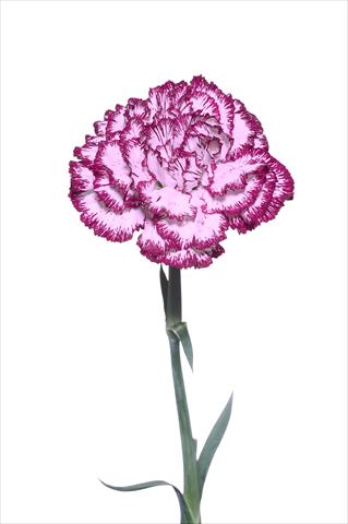 Photo de variété de fleurs à utiliser comme: Fleur coupée Dianthus caryophyllus Palladio Malva Bordato