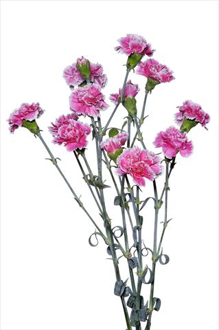 Photo de variété de fleurs à utiliser comme: Fleur coupée Dianthus caryophyllus Piccio