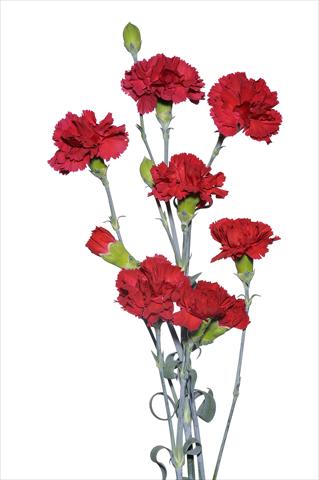 Photo de variété de fleurs à utiliser comme: Fleur coupée Dianthus caryophyllus Pitocchetto