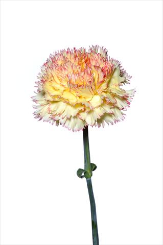Photo de variété de fleurs à utiliser comme: Fleur coupée Dianthus caryophyllus Riccio