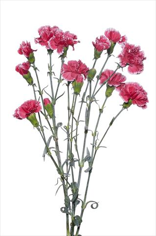 Photo de variété de fleurs à utiliser comme: Fleur coupée Dianthus caryophyllus Sangallo