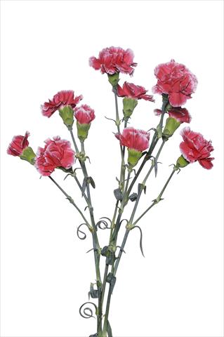 Photo de variété de fleurs à utiliser comme: Fleur coupée Dianthus caryophyllus Scarpagnino