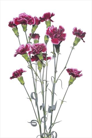 Photo de variété de fleurs à utiliser comme: Fleur coupée Dianthus caryophyllus Scarsellino