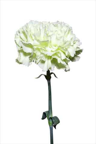 Photo de variété de fleurs à utiliser comme: Fleur coupée Dianthus caryophyllus Schiavone