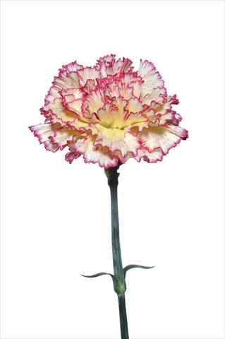 Photo de variété de fleurs à utiliser comme: Fleur coupée Dianthus caryophyllus Scipione
