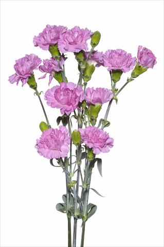 Photo de variété de fleurs à utiliser comme: Fleur coupée Dianthus caryophyllus Sordino