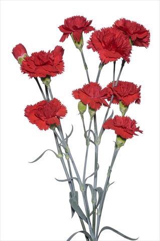 Photo de variété de fleurs à utiliser comme: Fleur coupée Dianthus caryophyllus Spadarino