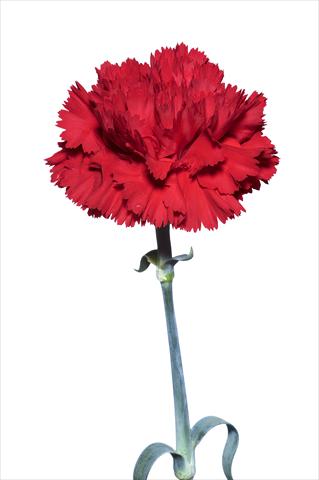 Photo de variété de fleurs à utiliser comme: Fleur coupée Dianthus caryophyllus Sperandio