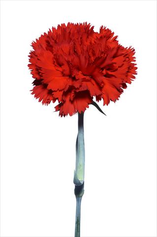 Photo de variété de fleurs à utiliser comme: Fleur coupée Dianthus caryophyllus Tura