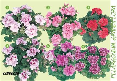 Photo de variété de fleurs à utiliser comme: Suspension / pot Pelargonium grandiflorum Frontwind Libeccio