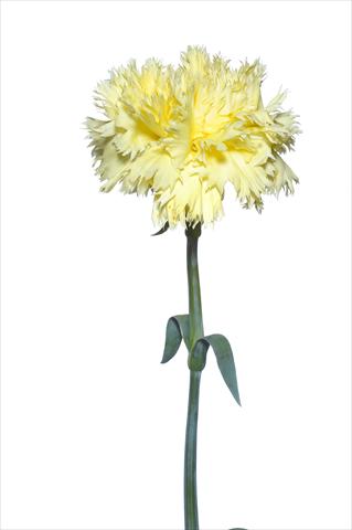 Photo de variété de fleurs à utiliser comme: Fleur coupée Dianthus caryophyllus Verrocchio