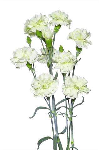 Photo de variété de fleurs à utiliser comme: Fleur coupée Dianthus caryophyllus Villani