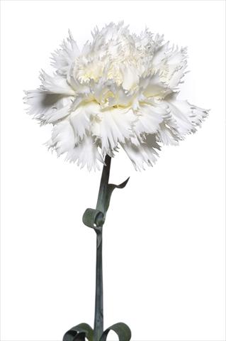 Photo de variété de fleurs à utiliser comme: Fleur coupée Dianthus caryophyllus Volterrano